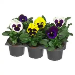 GARDENLINE Viola F1, 6er-Pack