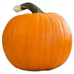 GARDENLINE Halloween-Schnitzkürbis