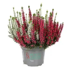 Calluna "Beauty Ladies®"