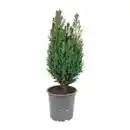 Bild 2 von GARDENLINE Konifere