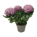 Bild 3 von GARDENLINE Deko-Chrysantheme