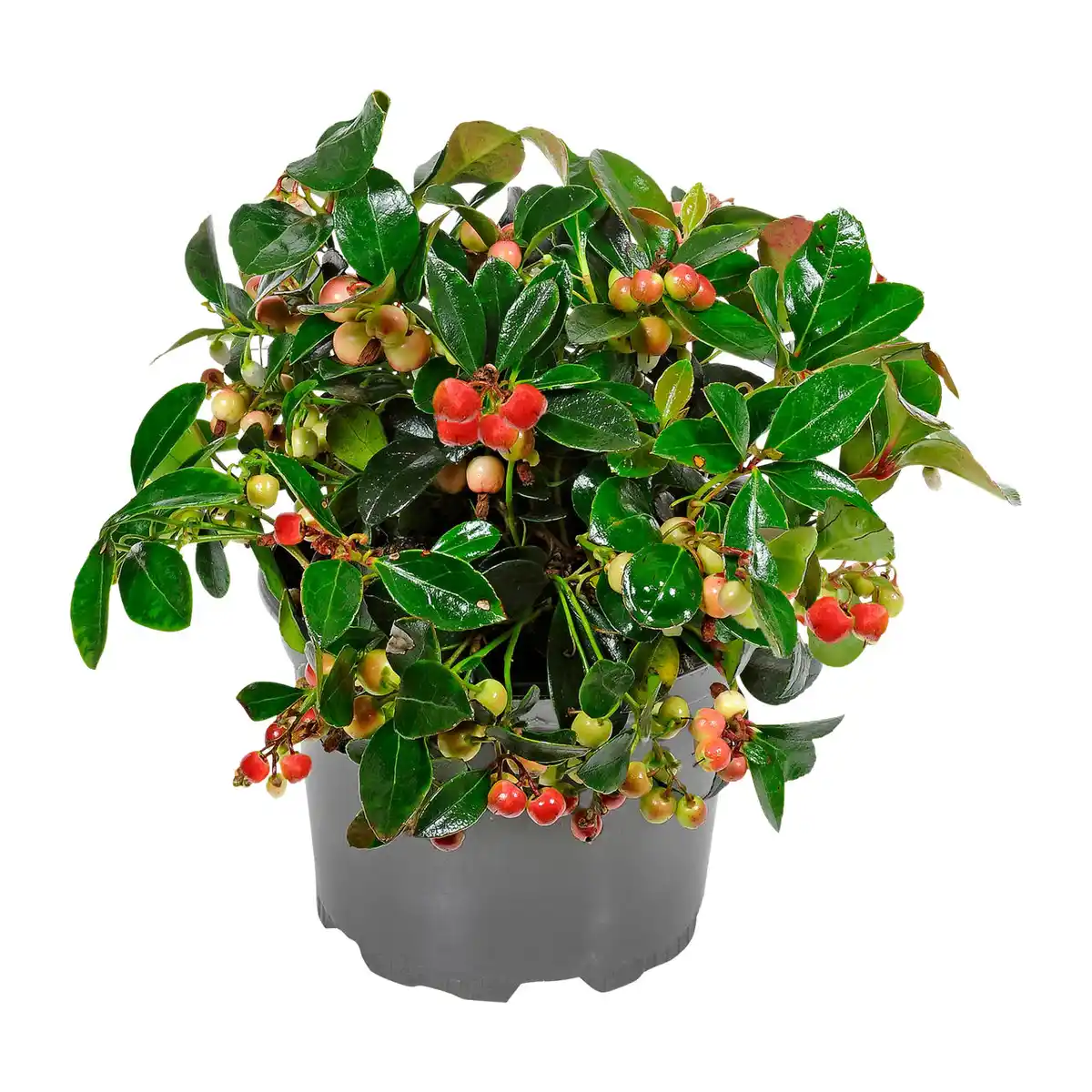 Bild 1 von GARDENLINE Gaultherie