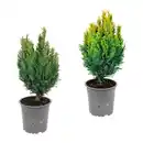 Bild 1 von GARDENLINE Konifere