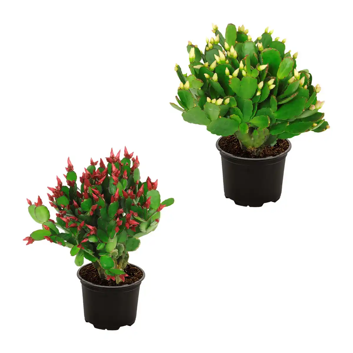 Bild 1 von GARDENLINE Weihnachtskaktus (Schlumbergera)