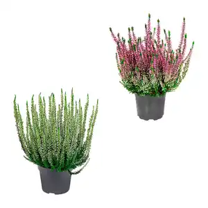 GARDENLINE Besenheide (Calluna vulgaris)