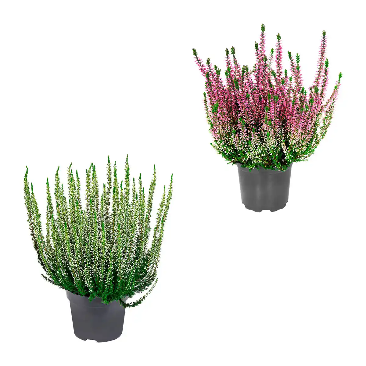 Bild 1 von GARDENLINE Besenheide (Calluna vulgaris)