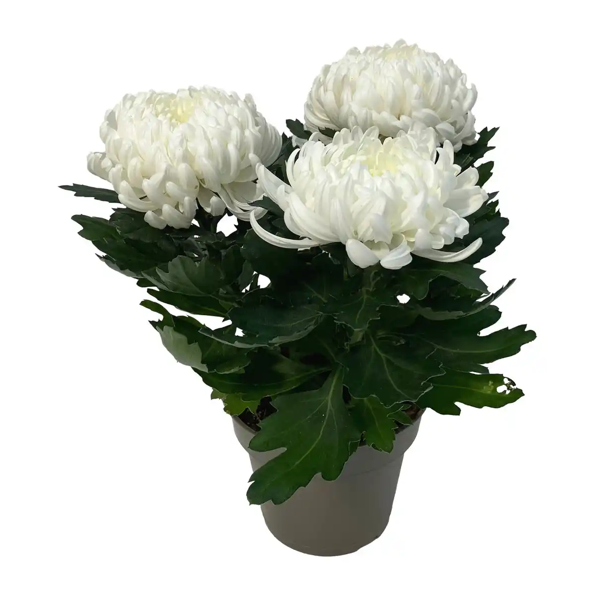 Bild 4 von GARDENLINE Deko-Chrysantheme