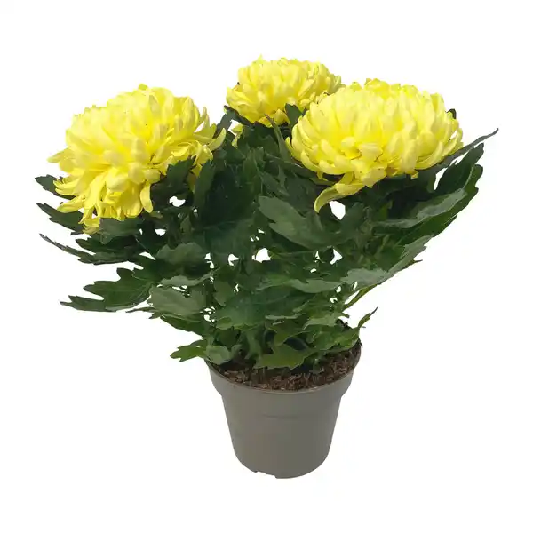 Bild 2 von GARDENLINE Deko-Chrysantheme