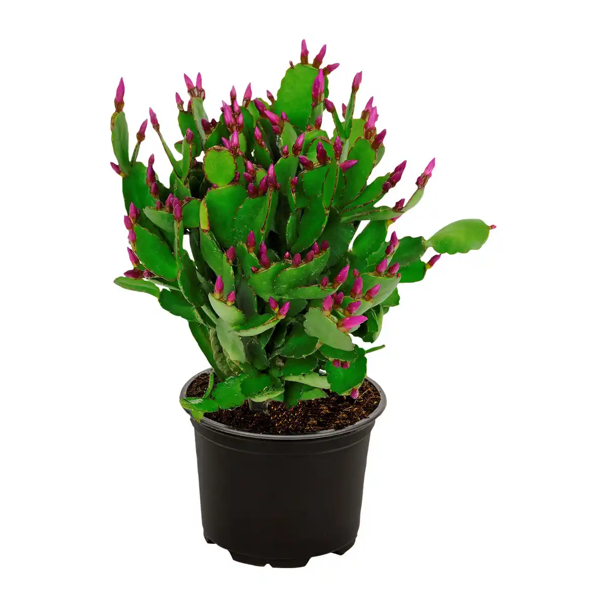 Bild 3 von GARDENLINE Weihnachtskaktus (Schlumbergera)