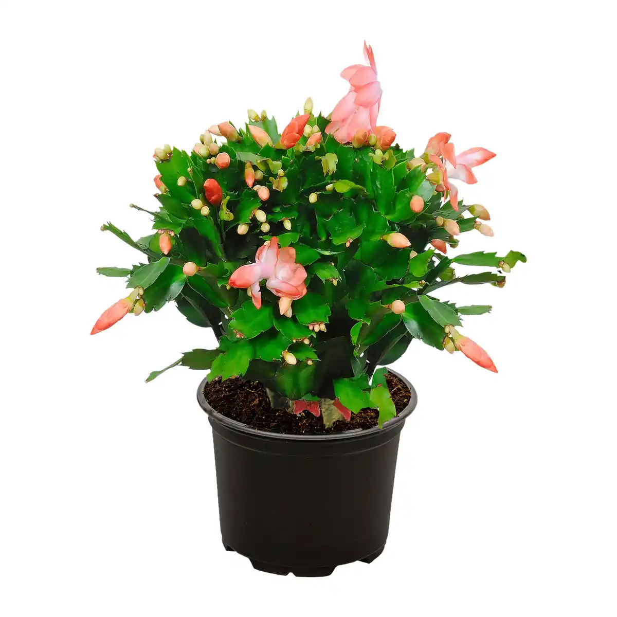 Bild 4 von GARDENLINE Weihnachtskaktus (Schlumbergera)