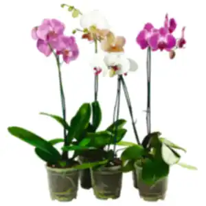 Schmetterlings- orchidee