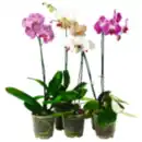 Bild 1 von Schmetterlings- orchidee