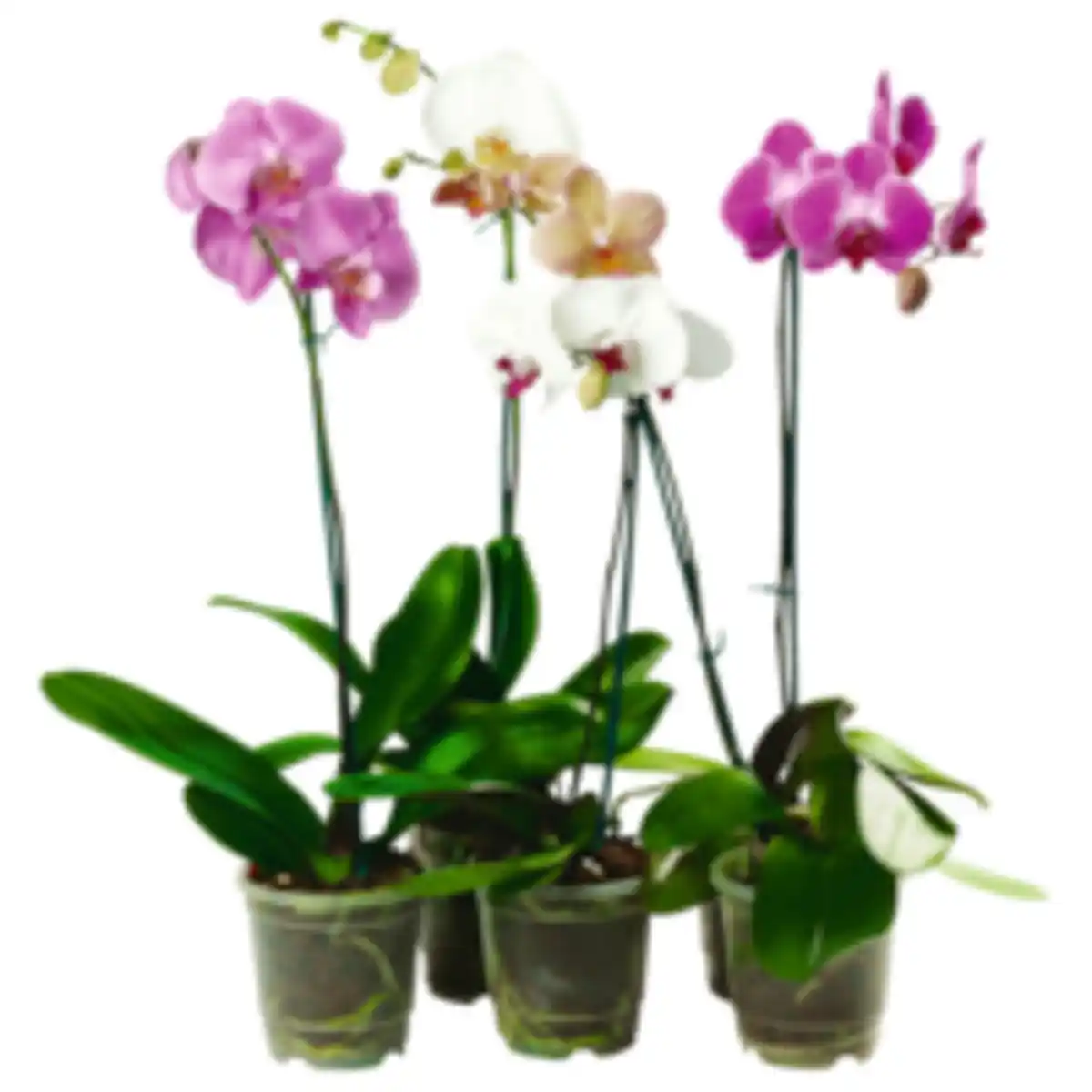 Bild 1 von Schmetterlings- orchidee