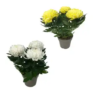 GARDENLINE Deko-Chrysantheme