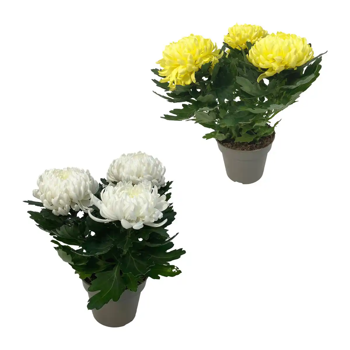 Bild 1 von GARDENLINE Deko-Chrysantheme