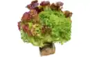 Bild 1 von Ballensalat