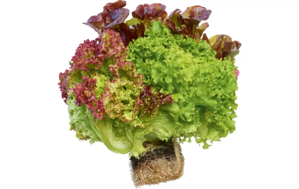 Bild 1 von Ballensalat
