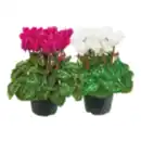 Bild 1 von Cyclamen „Alpenveilchen“