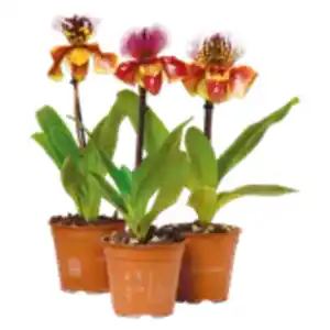 Orchidee „Frauenschuh“