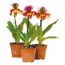 Bild 1 von Orchidee „Frauenschuh“