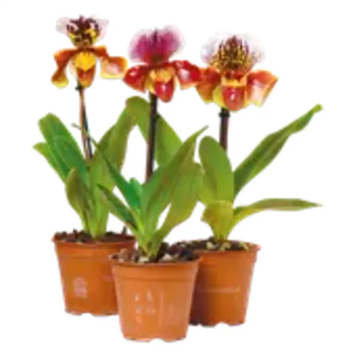Bild 1 von Orchidee „Frauenschuh“