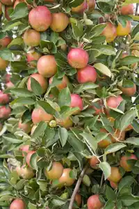 Obstbaum Apfel Roter Boskoop H 150 cm 29 cm Topf