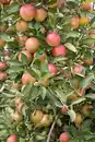 Bild 1 von Obstbaum Apfel Roter Boskoop H 150 cm 29 cm Topf