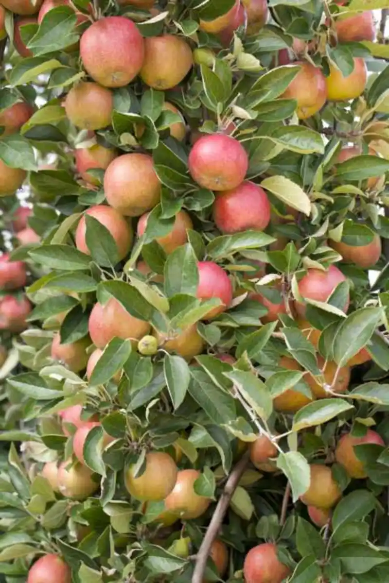 Bild 1 von Obstbaum Apfel Roter Boskoop H 150 cm 29 cm Topf