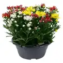 Bild 1 von GARDENLINE Chrysanthemen-Schale, Bunt