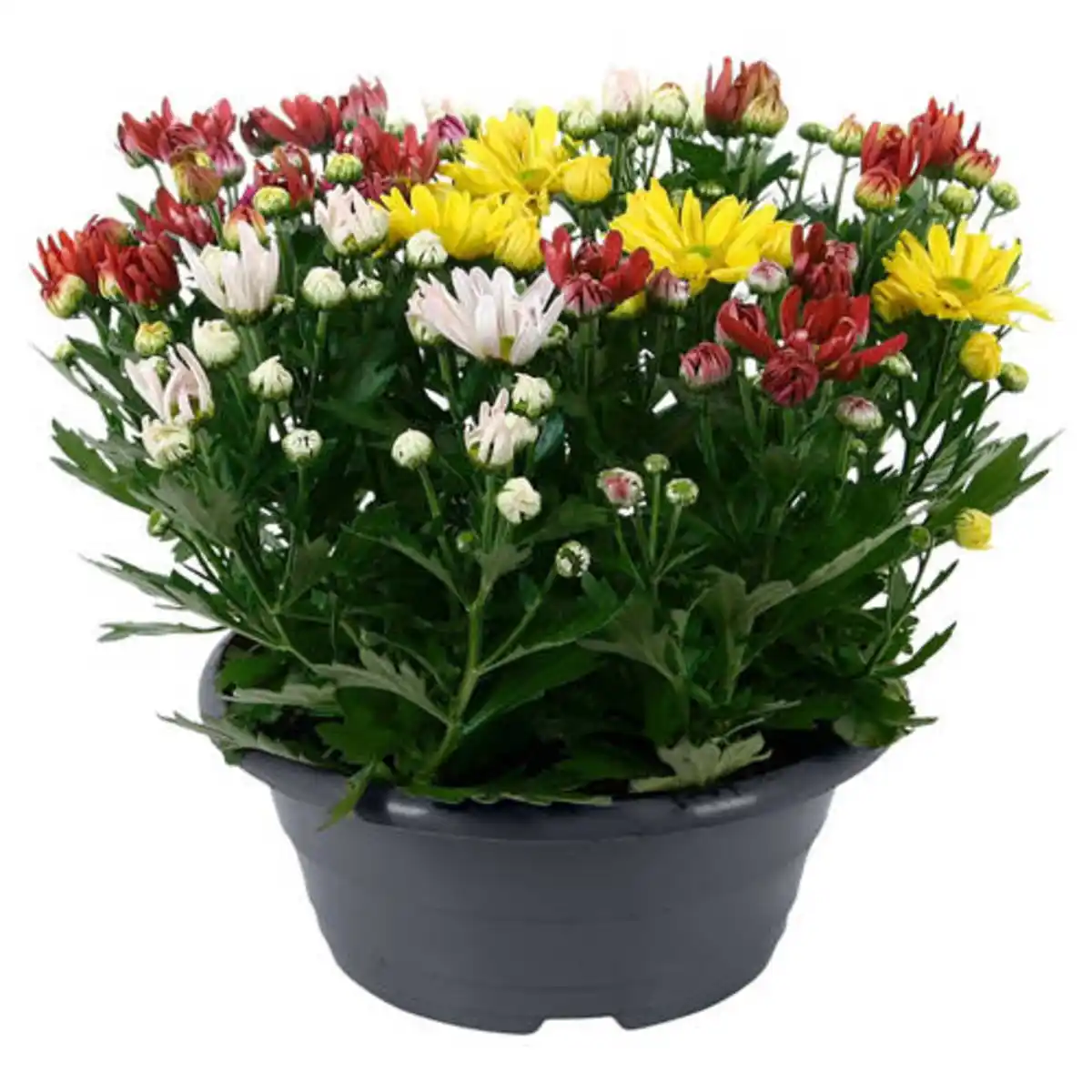Bild 1 von GARDENLINE Chrysanthemen-Schale, Bunt
