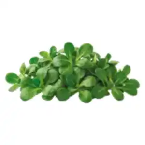 Feldsalat