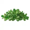 Bild 1 von Feldsalat