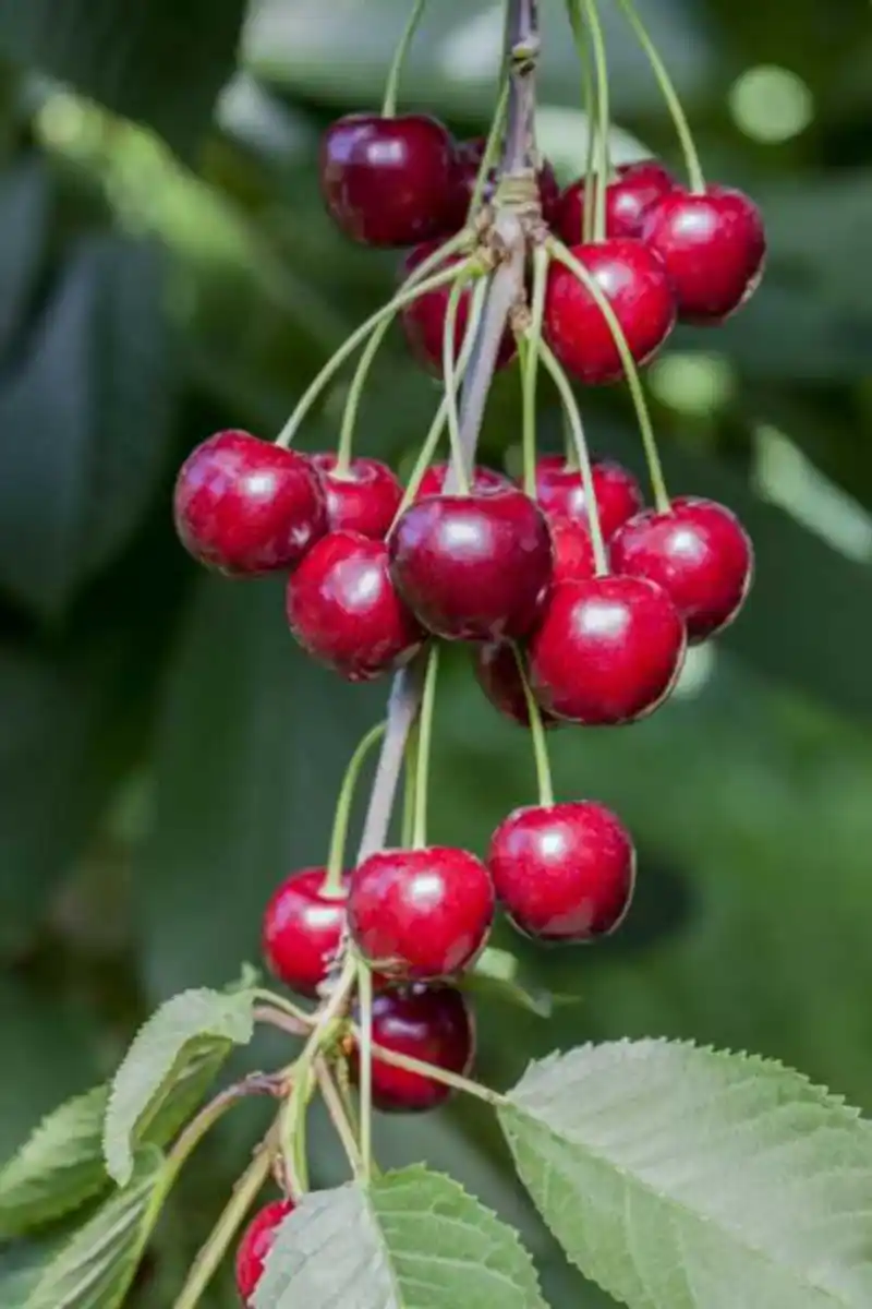 Bild 1 von Obstbaum Süßkirsche Burlat H 150 cm 29 cm Topf