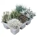 Bild 1 von GARDENLINE Silber-Mix