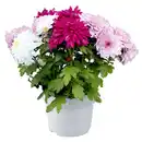 Bild 1 von Chrysantheme