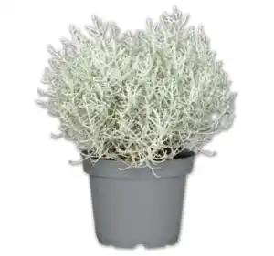 Stacheldrahtpflanze*