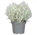 Bild 1 von Stacheldrahtpflanze*