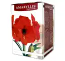 Bild 1 von Amaryllis-Zwiebel*