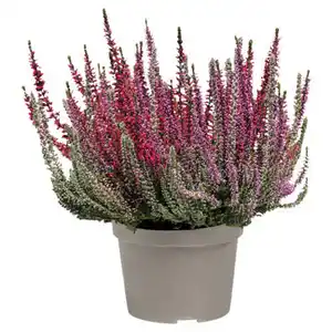 GARDENLINE Six Mix®