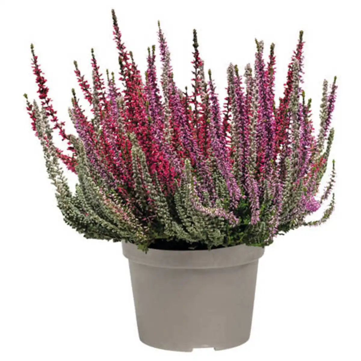 Bild 1 von GARDENLINE Six Mix®