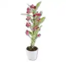 Bild 1 von Orchideen*