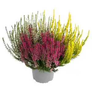 GARDENLINE Callune Beauty Ladies Trio