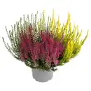 Bild 1 von GARDENLINE Callune Beauty Ladies Trio