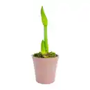 Bild 2 von GARDENLINE Amaryllis im Keramiktopf