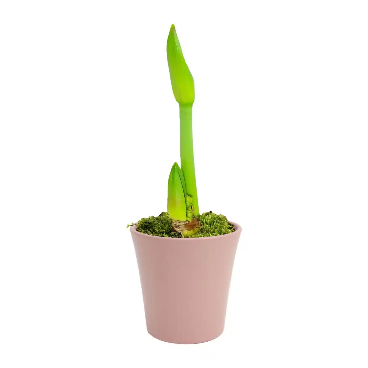 Bild 2 von GARDENLINE Amaryllis im Keramiktopf