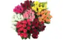 Bild 1 von Rosen