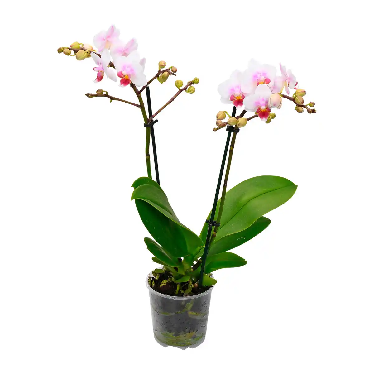 Bild 4 von GARDENLINE Phalaenopsis