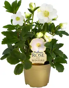 Christrose Helleborus Christmas Carol 9 cm Topf
