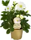 Bild 1 von Christrose Helleborus Christmas Carol 9 cm Topf
