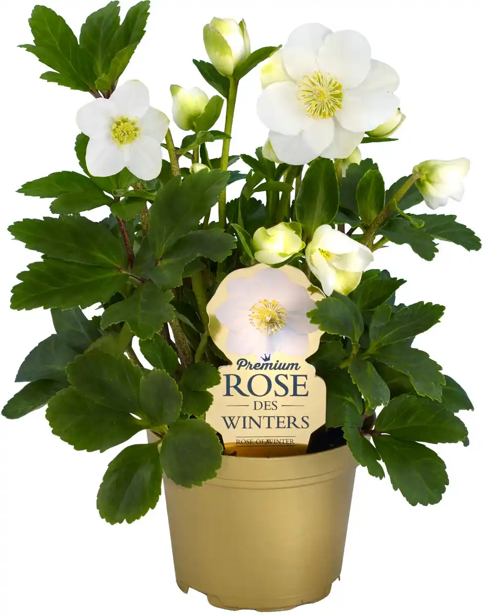 Bild 1 von Christrose Helleborus Christmas Carol 9 cm Topf